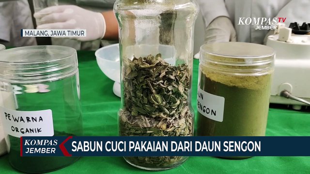 Mahasiswi di Malang Membuat Sabun Cuci Pakaian Dari Daun Sengon