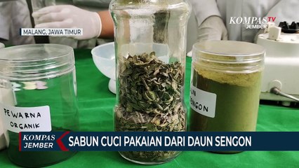Mahasiswi di Malang Membuat Sabun Cuci Pakaian Dari Daun Sengon