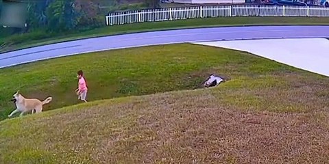Un chien protège un enfant de l'attaque d'un autre chien