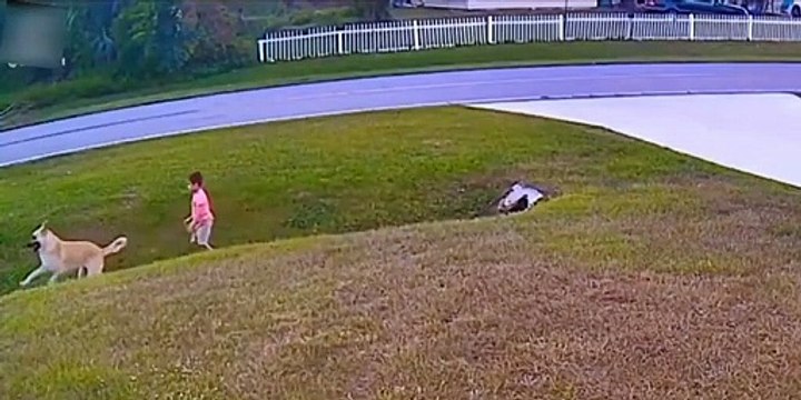 Un chien protège un enfant de l'attaque d'un autre chien