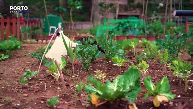 PLANETA VERDE - Conferência das Nações Unidas sobre as Alterações Climáticas