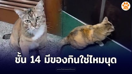 หลอกล่ออย่างง่ายดาย ชั้น 14 มีของกินใช่ไหมนุด  