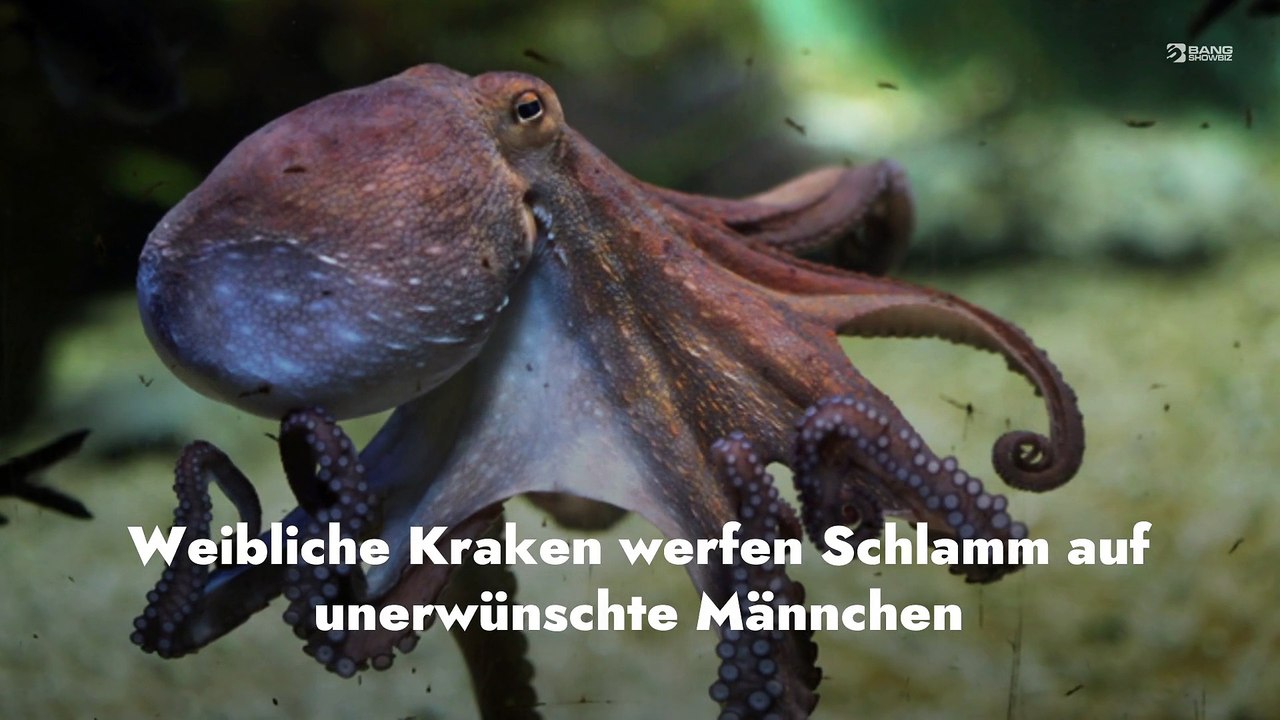 Weibliche Kraken werfen Schlamm auf unerwünschte Männchen