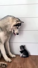 Dog and Cat friends