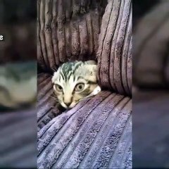 when cats play hide and seek