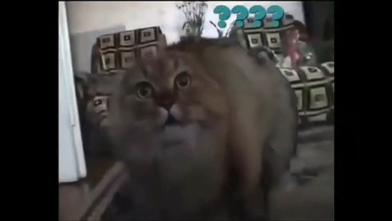 talking cat nononono