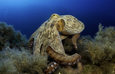 Download Video: Female octopuses throw mud at unwanted males!