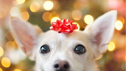5 top Christmas gifts for dog owners under £10