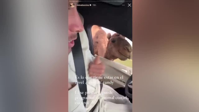 Valverde, un dromedario y un momentazo: Mina Bonino no podía parar de reír