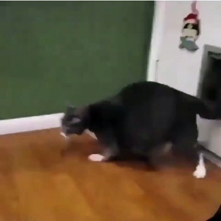 The trapped cat is free