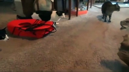 when the cat see the statue of cat other