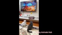 TRY NOT TO LAUGH Challenge - Funny cat videos  | compilation3  #cat #catvideos #funnycats