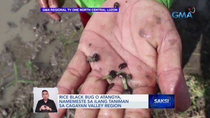 Rice black bug o atangya, namemeste sa ilang taniman sa Cagayan Valley region | Saksi