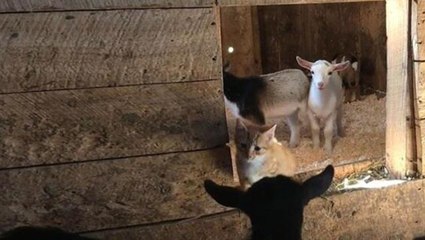 Ahırın kapısını açıp yeni dünyaya gelen keçiyi gören çiftçi küçük dilini yuttu