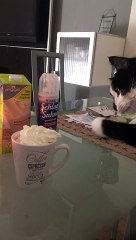 Pixi the Cat Likes to Take Coffee Cream for Himself
