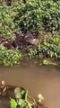 Casal flagra amontoado de cobras em margem do Rio Paraná