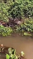 Casal flagra amontoado de cobras em margem do Rio Paraná