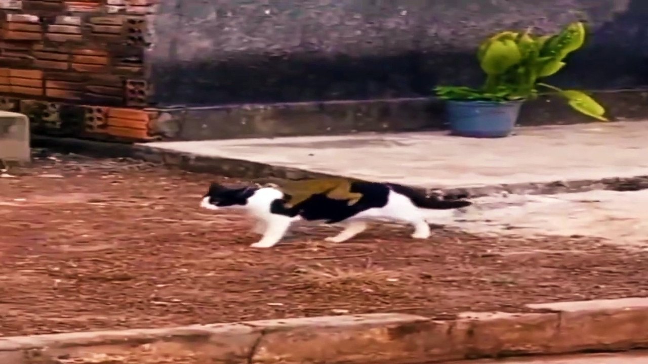 cute animal