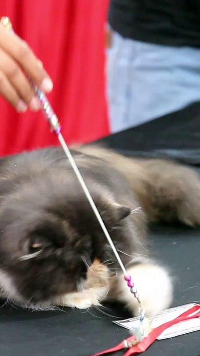 CAM - Quelles sont les races de chats les plus intelligentes ?