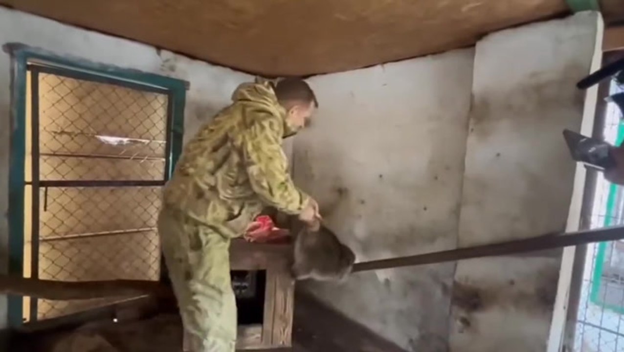 Russian zookeeper appears to steal raccoon from Ukrainian zoo as troops flee Kherson