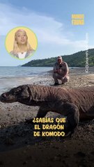 ¡Mide hasta 3 metros de largo! El dragón de Komodo es el lagarto más grande del mundo