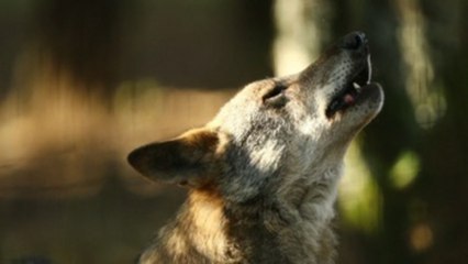 Las comunidades loberas piden eliminar protección estricta del lobo en España