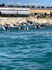 Sea Lion Enjoys a Boat Ride