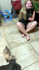 New Dog Meets Pet Ferret