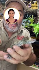 ¿Cola de hoja? Este reptil tiene uno de los mejores camuflajes de la naturaleza