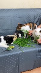 Not Your Average Family Dinner