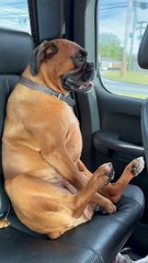 Boxer Sits for Car Ride