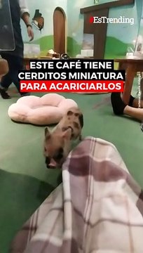 Este café para acariciar cerditos en miniatura es lo más tierno que verás en mucho tiempo