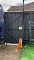 Cat Cleverly Escapes Enclosure