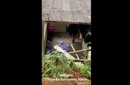 Boi cai em terraço de prédio em Minas Gerais; assista o vídeo