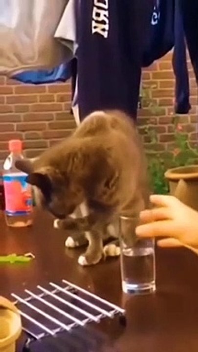 Surprised cute funny cat, He lost water he use for drinking.