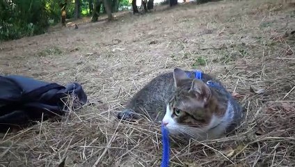 A Cat Sits in the Hay