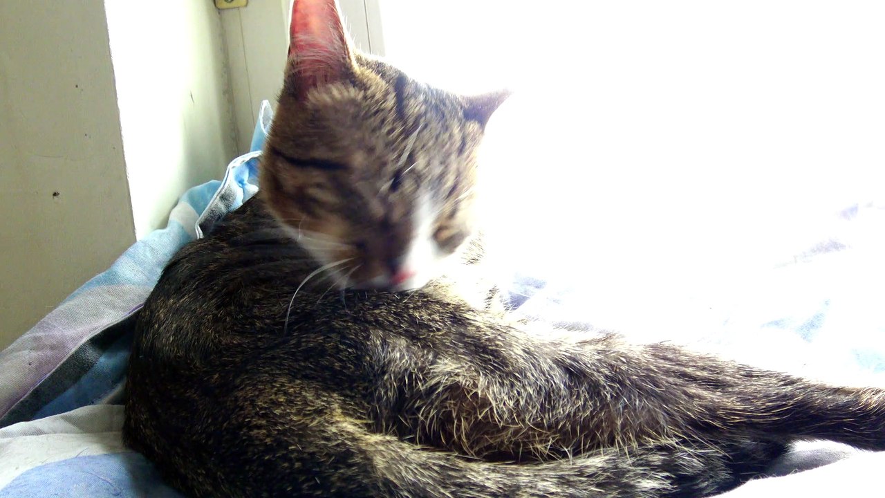 Cat Bath Time
