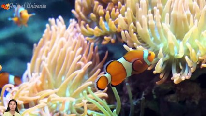 Sound of familiar animals_ elephant, cow, horse, duck, chicken, cat