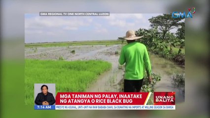 Mga taniman ng palay, inaatake ng atangya o rice black bug | UB