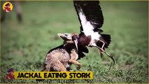 Moments Of Jackals Stealing Foods From Other Hunters