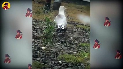 Horrible And Shocking Ways This Bird Swallows Prey In Seconds