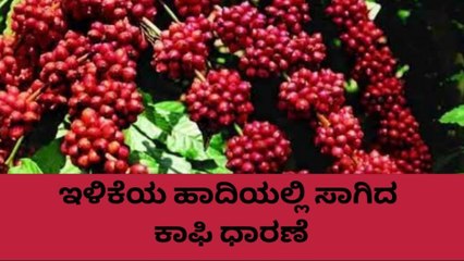 ಕೊಡಗು: ಇಳಿಕೆಯಾಗಿರುವ ಕಾಫಿ ಧಾರಣೆ ಹೇಗಿದೆ ಗೊತ್ತಾ..?