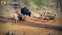 15 Interesting Fighting Moments Between Wild Dogs Hyenas And Dogs