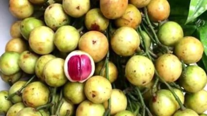 Buah Langka Khas Indonesia Yang Hampir Punah