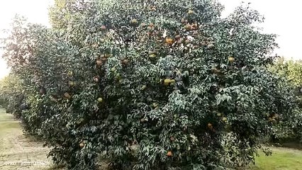 इस बार गंगानगरी किन्नू आम आदमी की पहुंच से होगा दूर