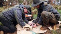 Eastern quoll baby boom at Aussie Ark - Manning River Times - NOV 15, 2022
