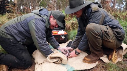 Eastern quoll baby boom at Aussie Ark - Manning River Times - NOV 15, 2022