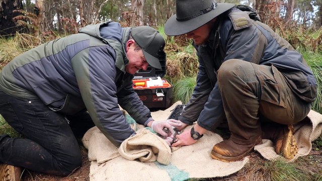 Eastern quoll baby boom at Aussie Ark - Manning River Times - NOV 15, 2022