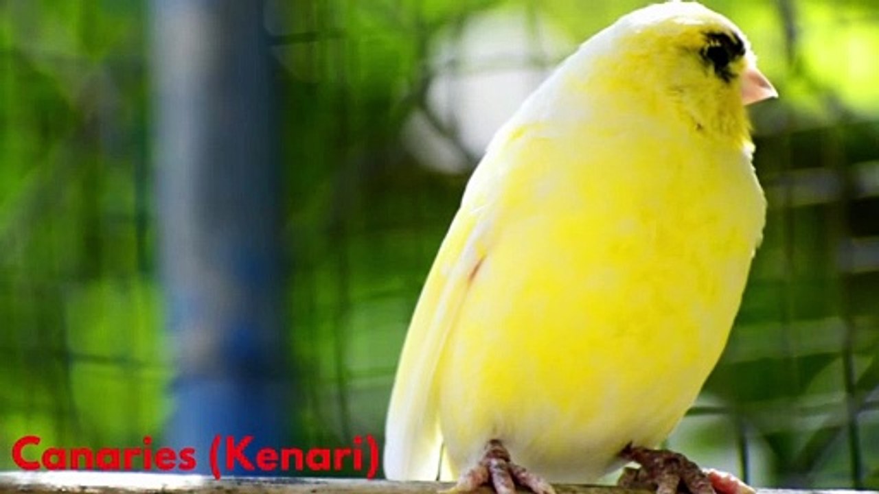 Name of Bird Species