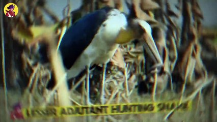 15 Storks And Marabous Terrifying Other Animals